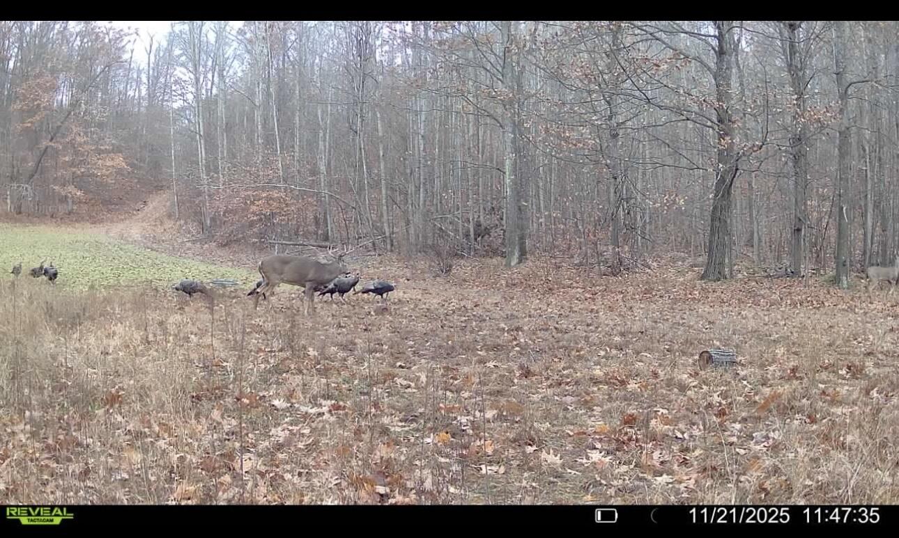 Tower Rd Road Curran, MI 48728 - Photo 22 of 24 IMG_6095