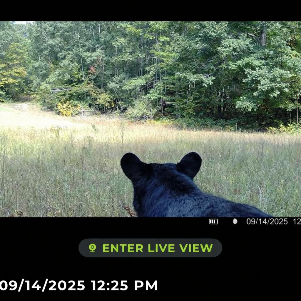 Tower Rd Road Curran, MI 48728 - Photo 7 of 24 28C3BB29-B32B-445A-A6B3-971EE92F42C1
