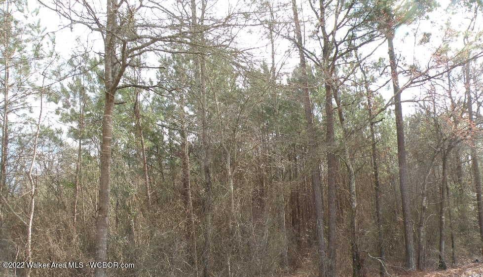 Harrison Shipman Road Jasper, AL 35503 - Photo 1 of 1 Gallery Image 1