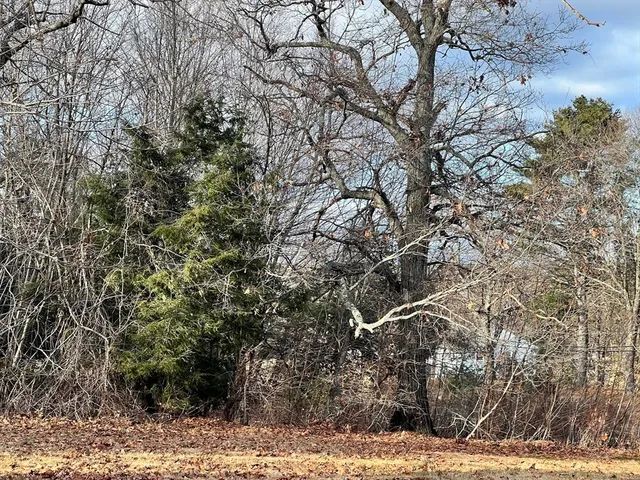 a tree in middle of the forest