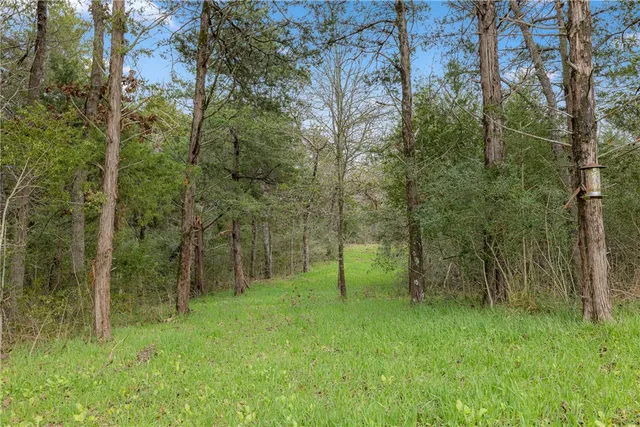 a view of a lush green forest