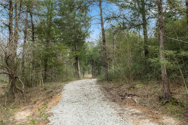 a view of a forest with trees in the background