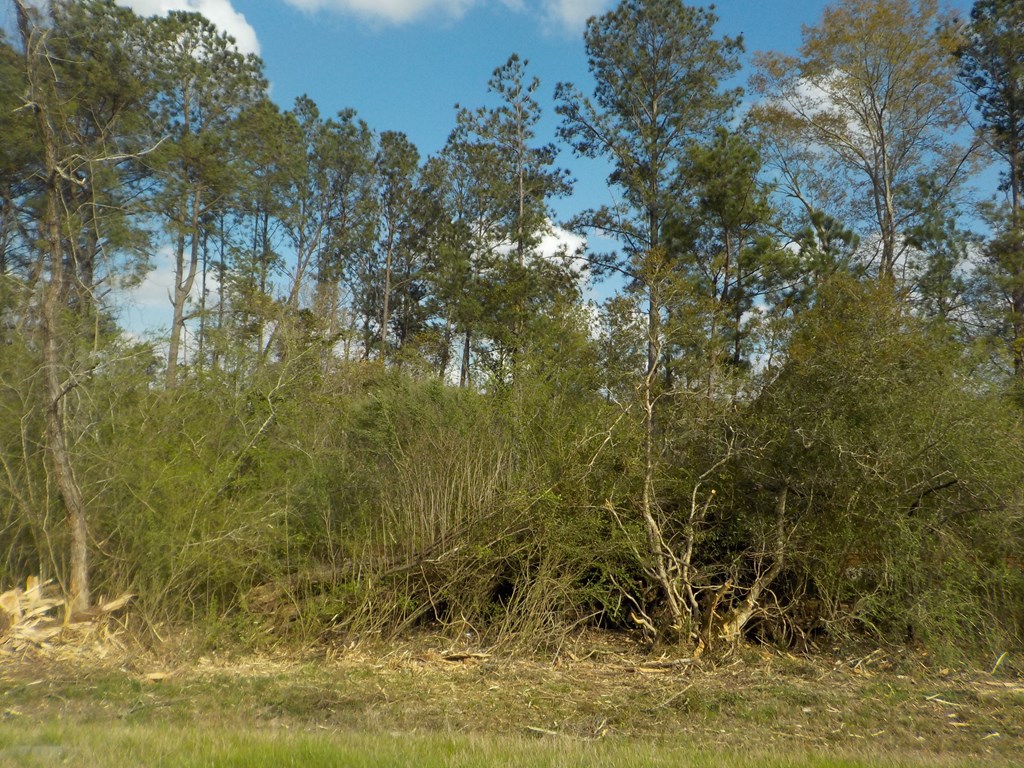 19.48-ac Cureton Road Dothan, AL 36301 - Photo 14 of 20
