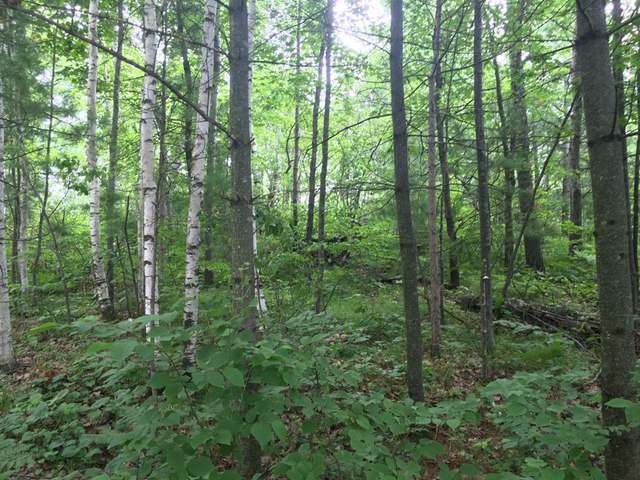 Lot 10 Hazy Bay Road Tomahawk, WI 54487 - Photo 7 of 9 Gallery Image 7
