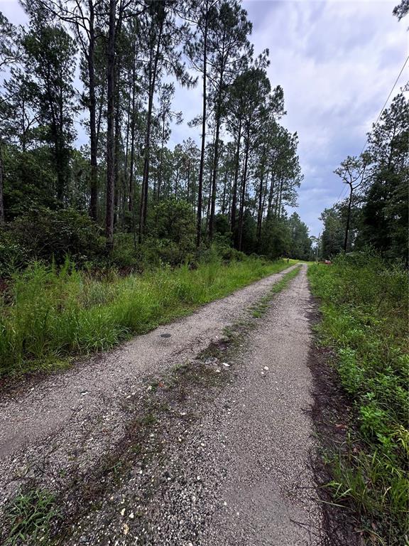 Northeast 66th Avenue Citra, FL 32113 - Photo 2 of 6 a view of a yard with a tree