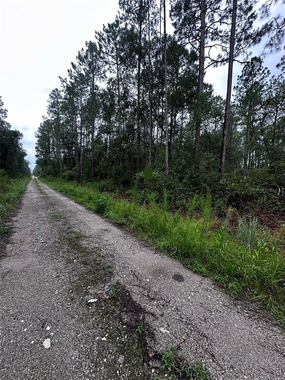 Northeast 66th Avenue Citra, FL 32113 - Photo 5 of 6 a view of a dirt road with trees in the background