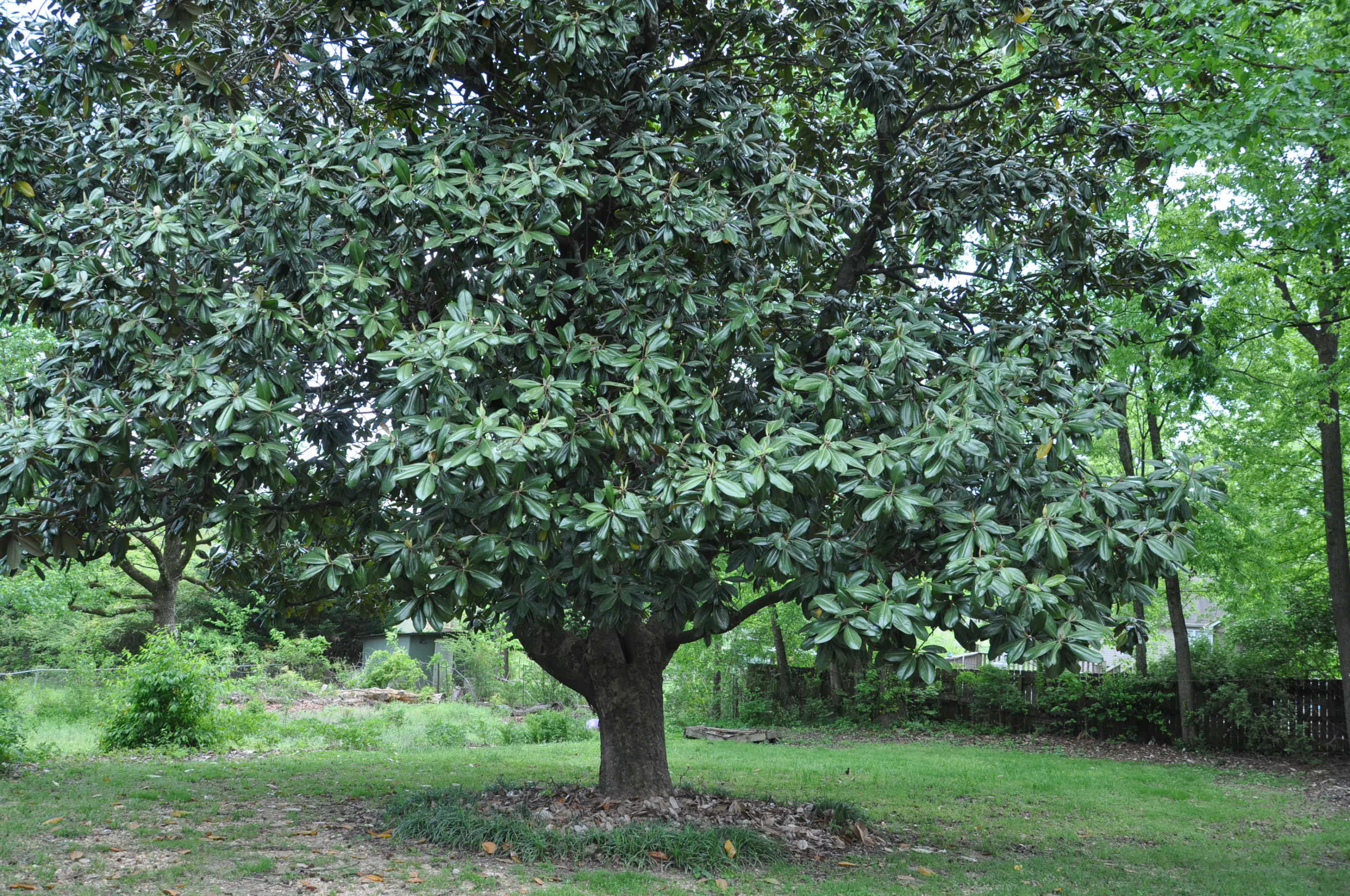 1722 John Ross Road Chattanooga, TN 37412 - Photo 29 of 32 Back Yard