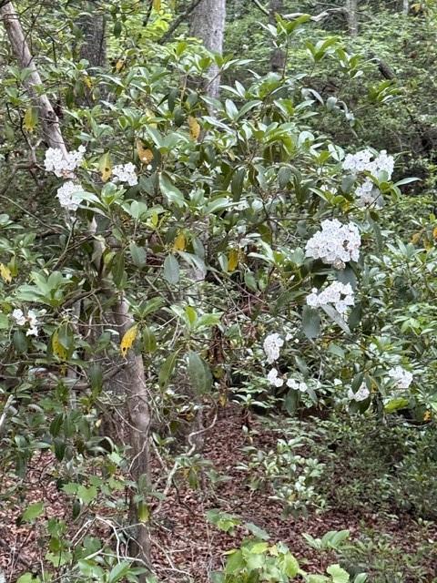 9180 Oliver Mill Road Lula, GA 30554 - Photo 2 of 6
