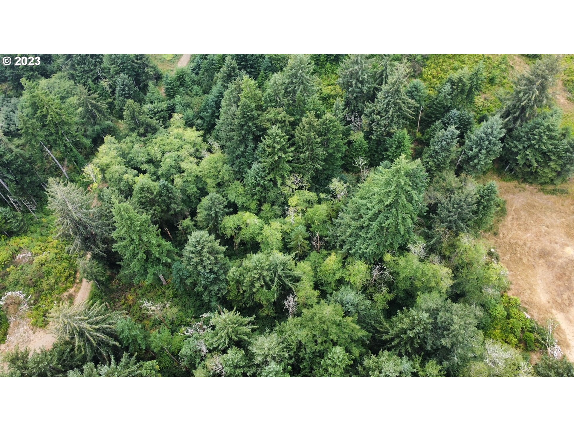 a open area with trees in the background