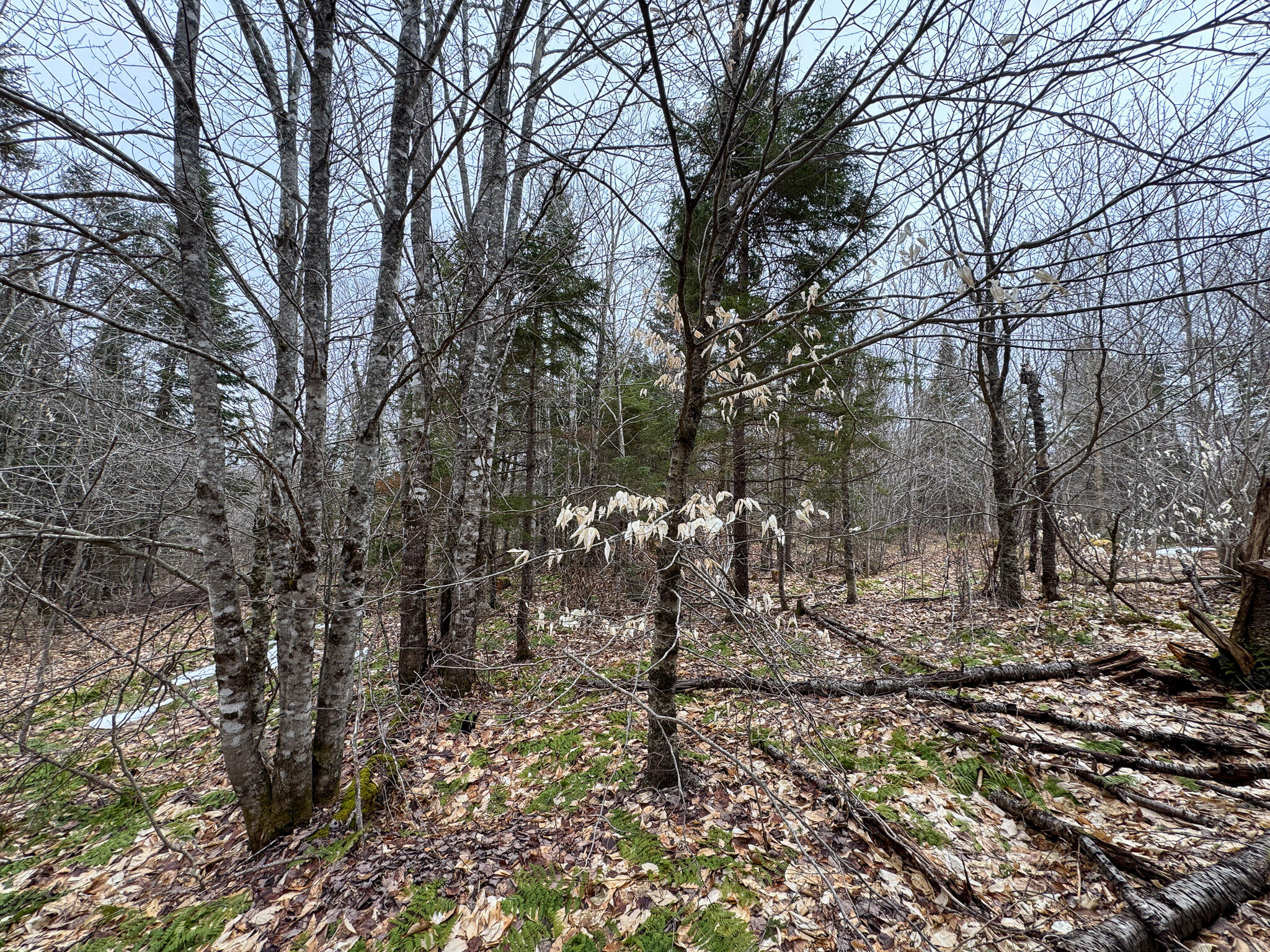 Lot 96 Freedom Way Springfield, ME 04487 - Photo 19 of 33 19