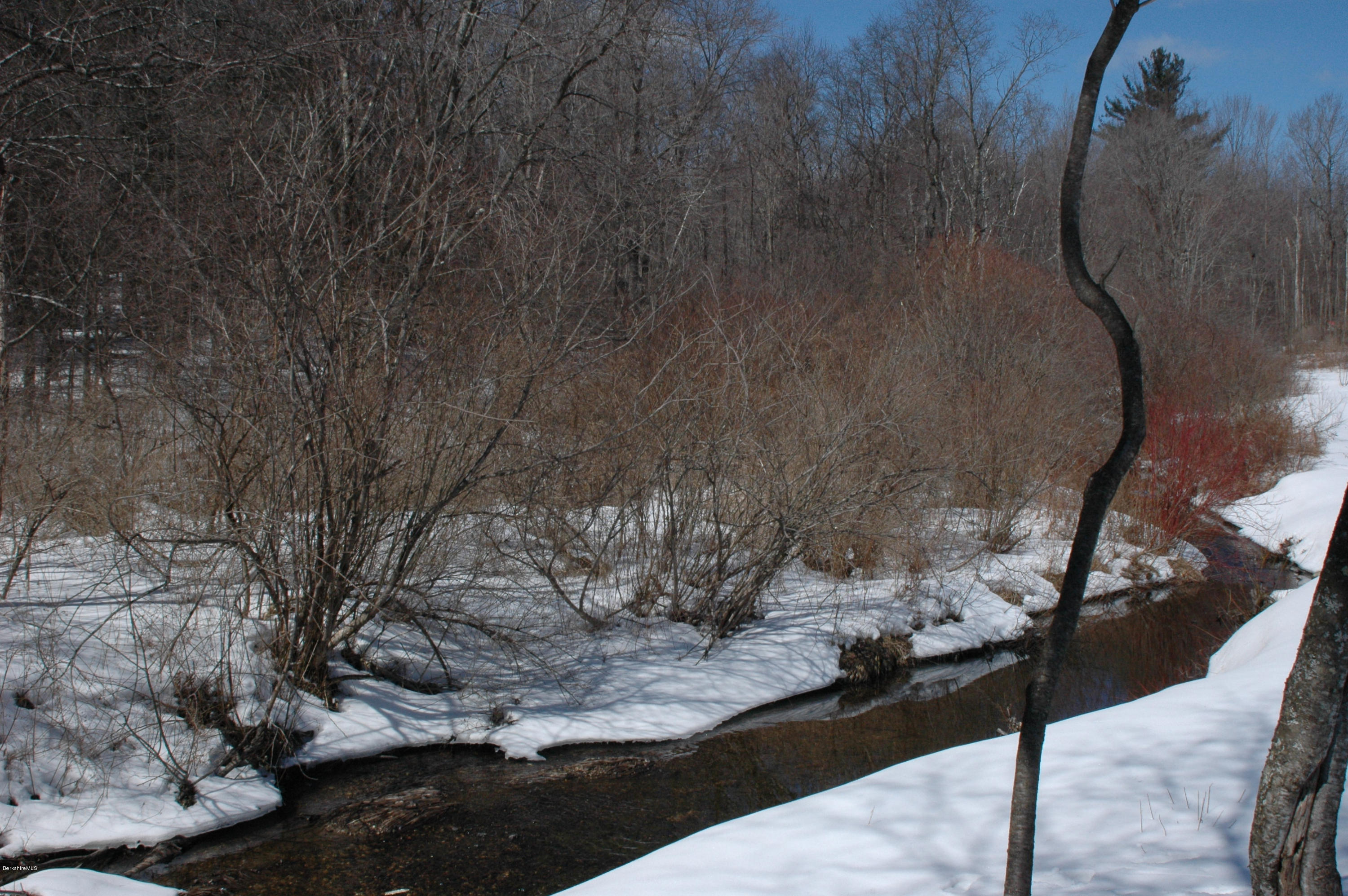 1201 River Road Clarksburg, MA 01247 - Photo 35 of 42 a picture of a tree