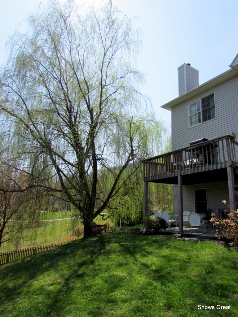 603 Winesap Road Roanoke, VA 24019 - Photo 37 of 61 IMG_7924