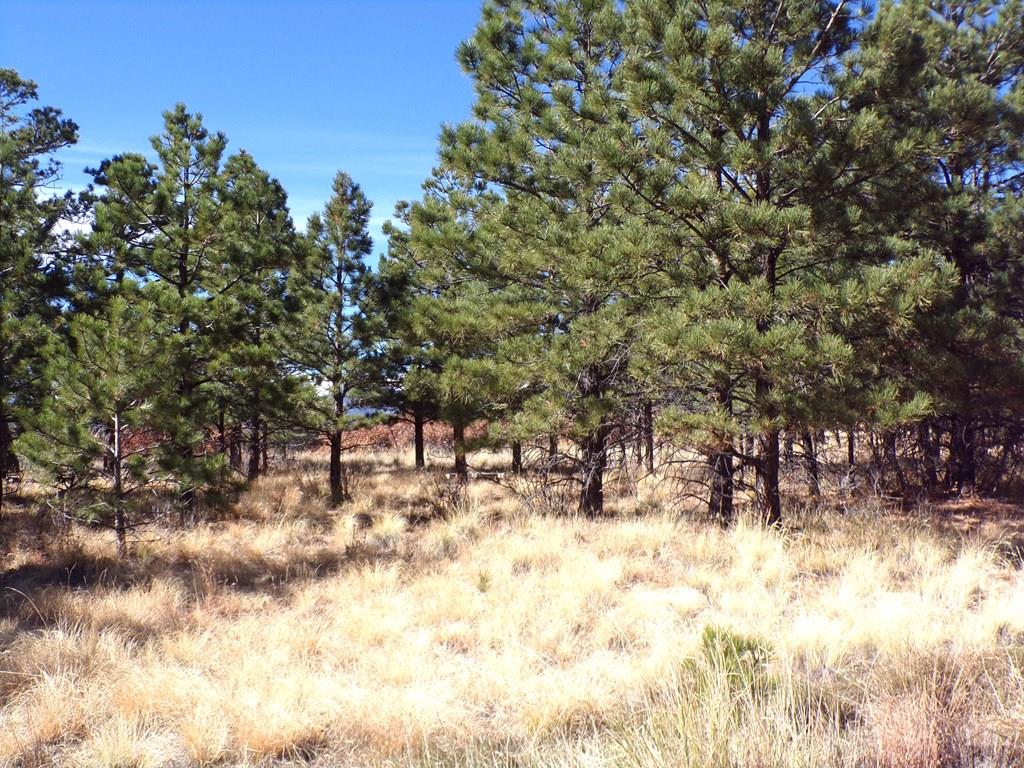 12231 Council Road Weston, CO 81091 - Photo 55 of 59 Gallery Image 55