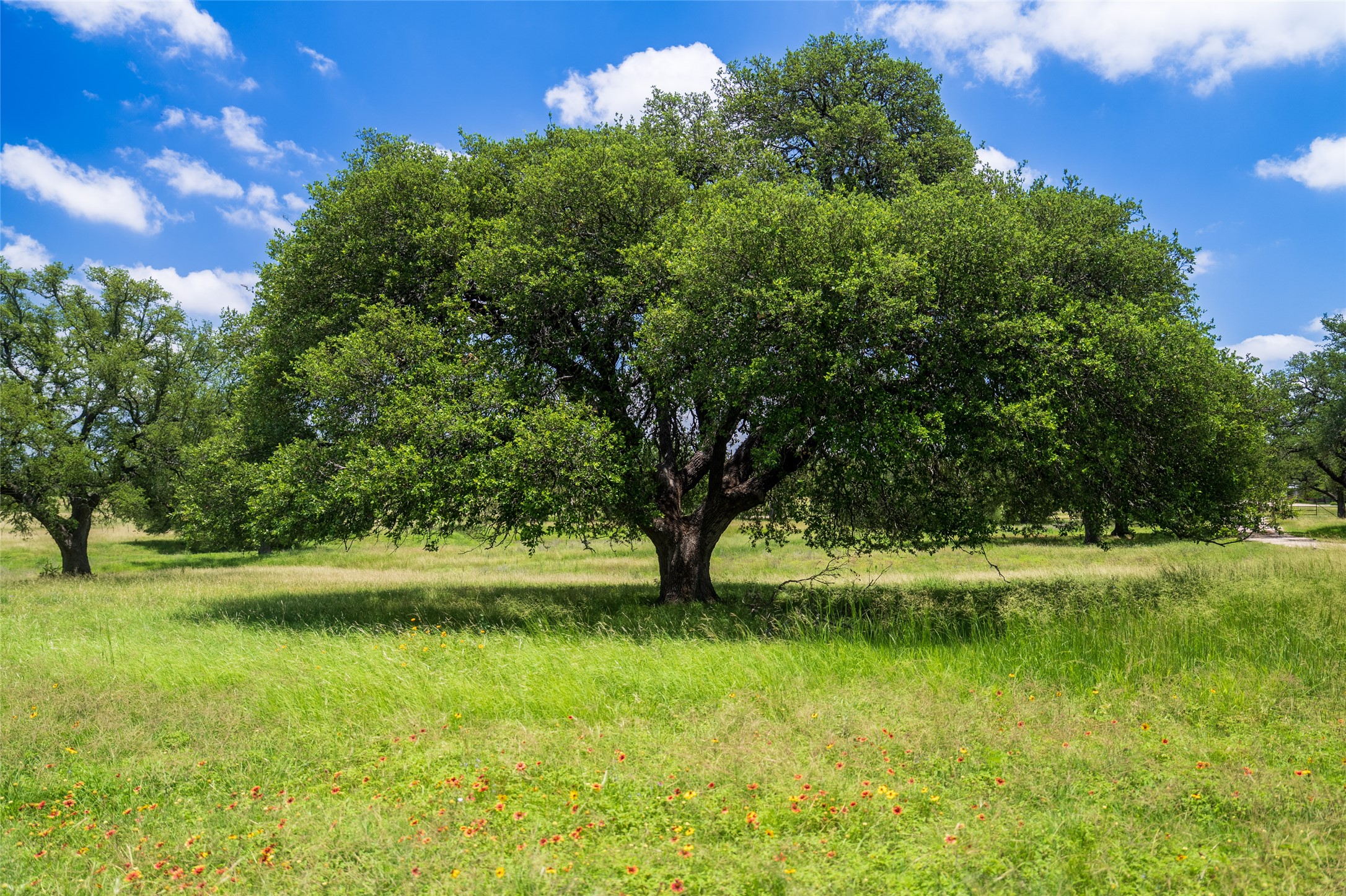 302 Hye-Albert Road Hye, TX 78635 - Photo 15 of 34 View of nature