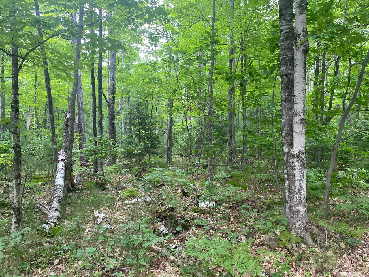Three Helen Lake Road, Unit LOT 6 Eagle River, WI 54521 - Photo 2 of 6 Gallery Image 2