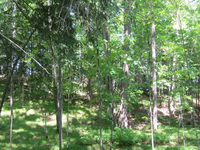 Lot 203 Camp Nokomis Road Mercer, WI 54547 - Photo 7 of 9 Gallery Image 7