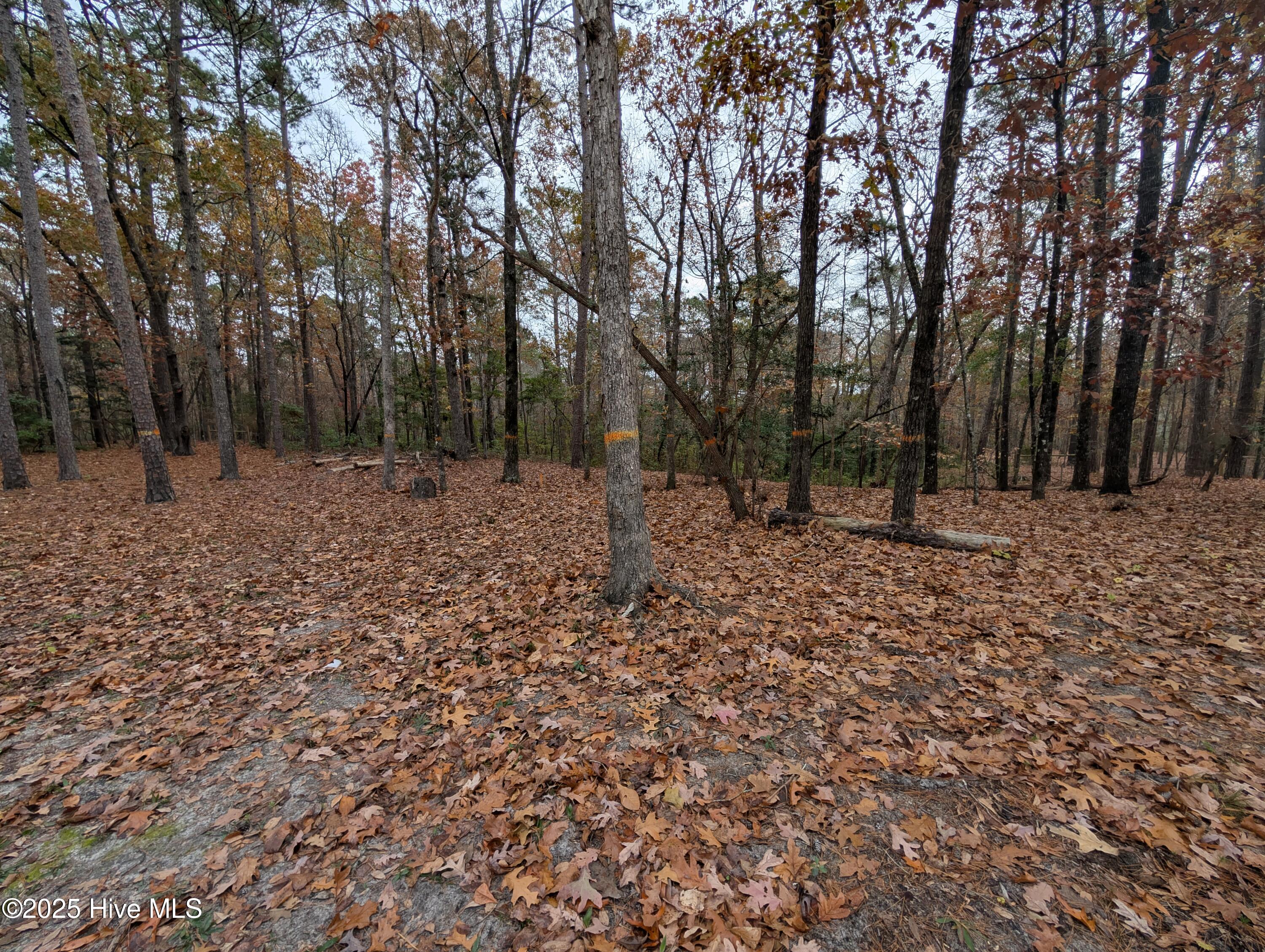 340 Elizabeth Road Arapahoe, NC 28510 - Photo 2 of 11 PXL_20241210_151351036