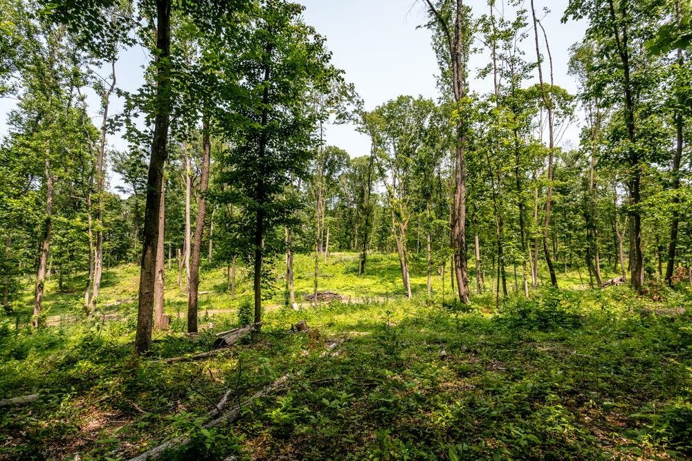 0 Piney Woods Road Timberville, VA 22853 - Photo 4 of 6 a view of yard with green space