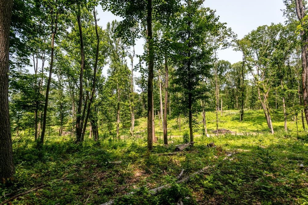0 Piney Woods Road Timberville, VA 22853 - Photo 5 of 6 a view of yard
