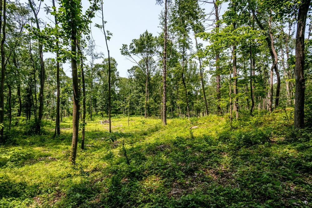 0 Piney Woods Road Timberville, VA 22853 - Photo 6 of 6 a view of outdoor space and trees