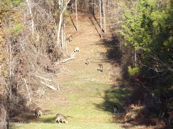 $127,400 | 960 Old 51 Road, Pickens, MS 39146