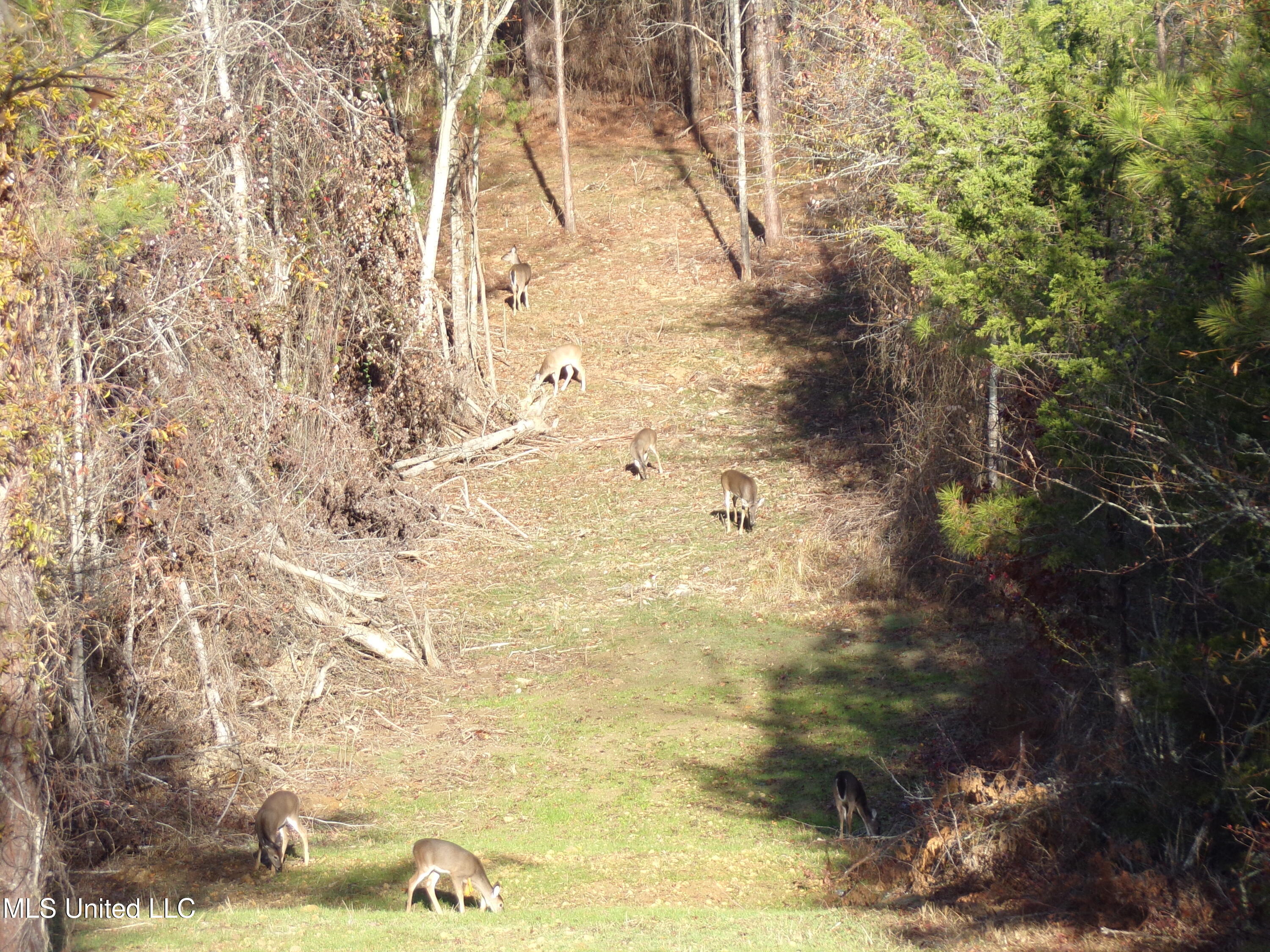 960 Old 51 Road Pickens, MS 39146 - Photo 11 of 17 100_0211