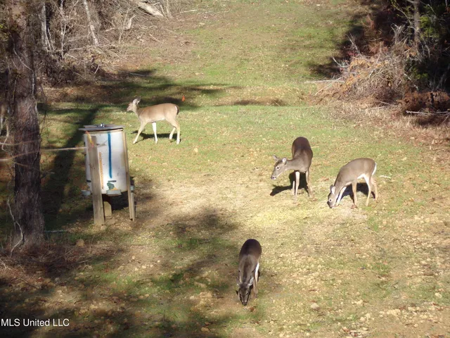 $127,400 | 960 Old 51 Road, Pickens, MS 39146