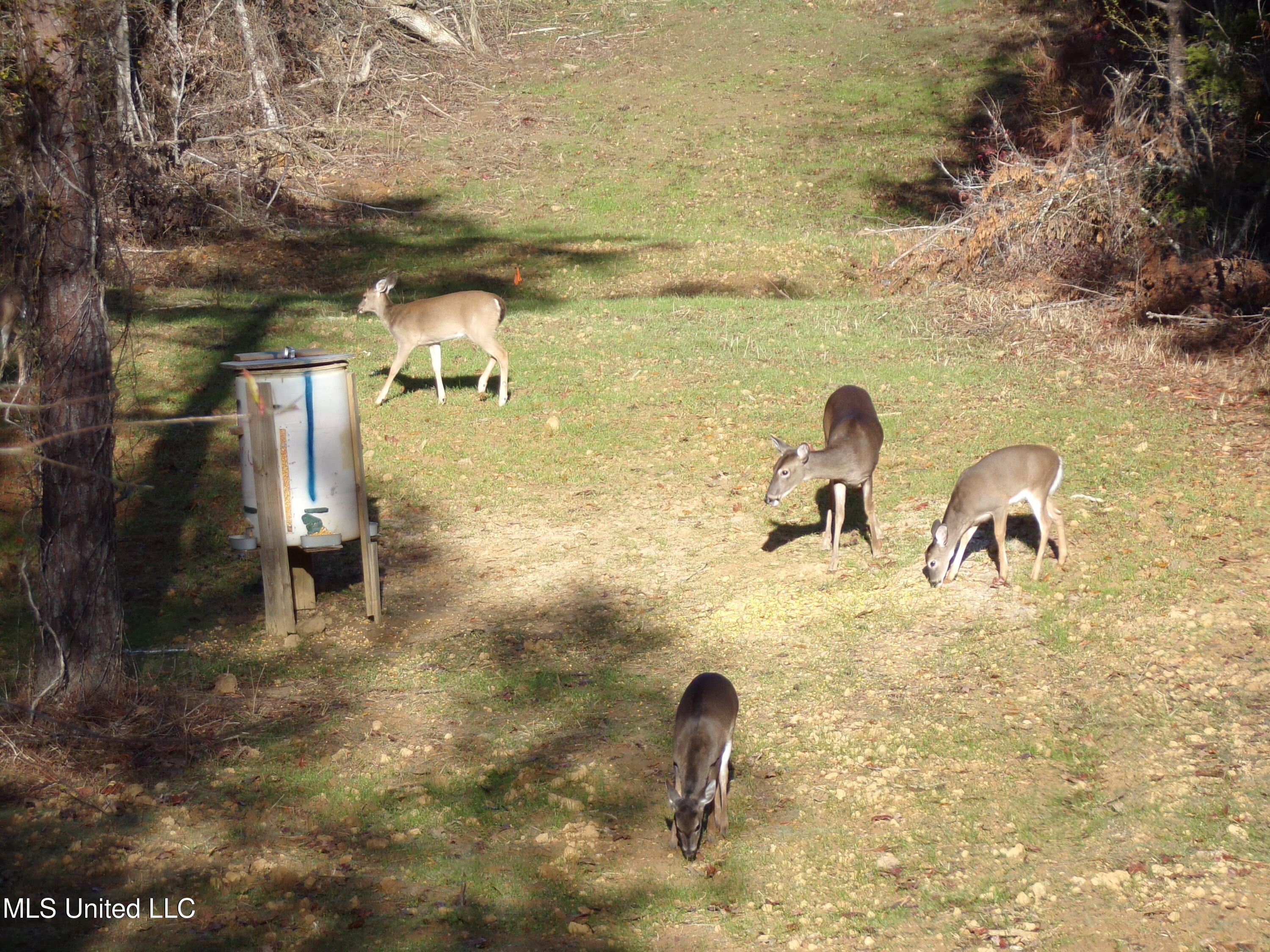 960 Old 51 Road Pickens, MS 39146 - Photo 12 of 17 100_0213