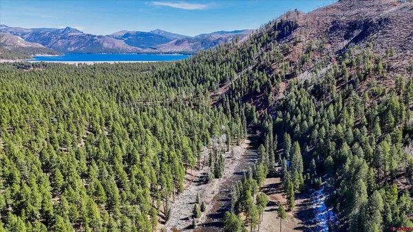 a view of a forest with trees