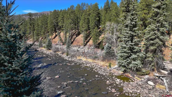 a view of a forest with a tree