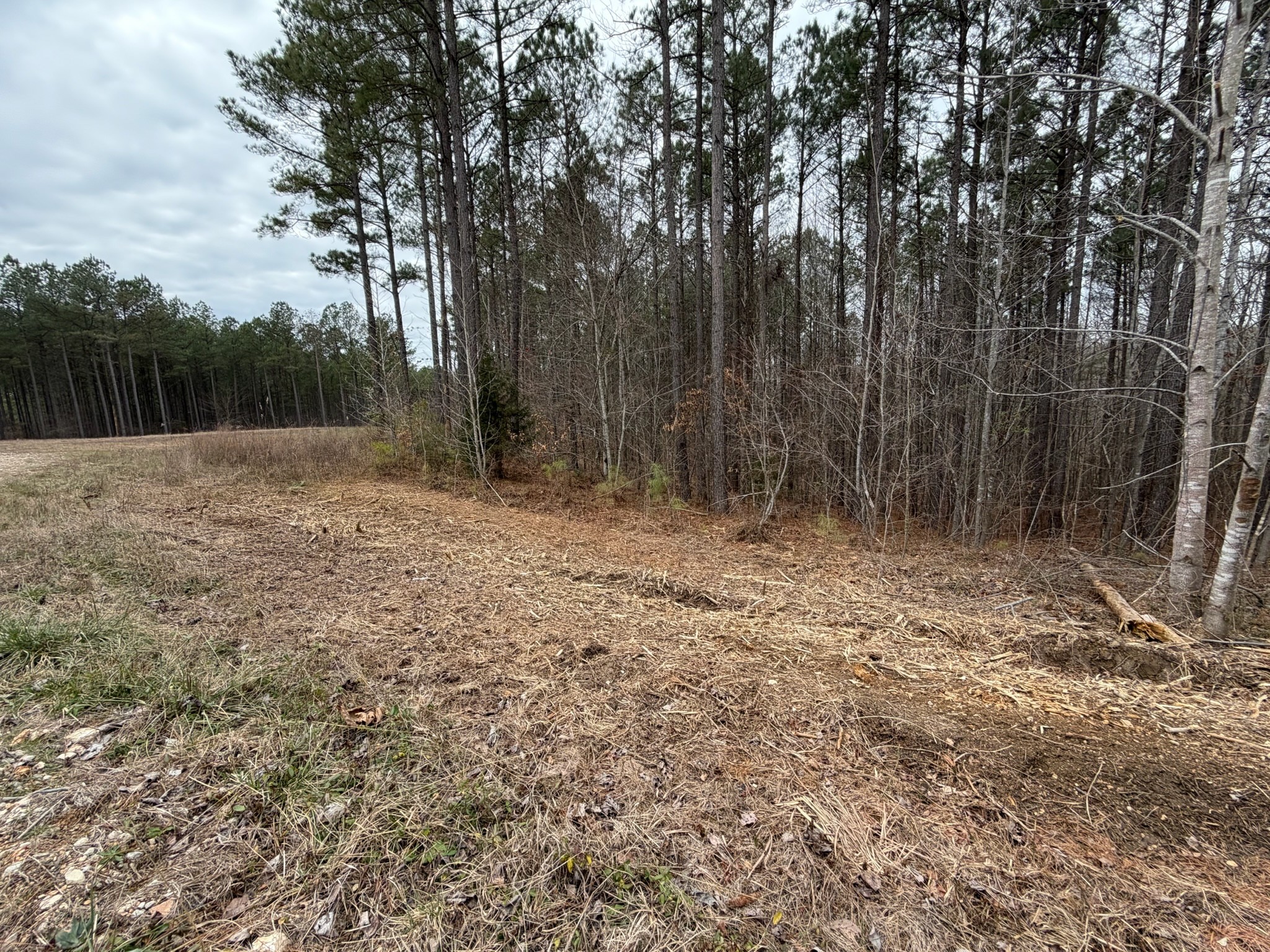 1 A Bartlett Road Reagan, TN 38368 - Photo 1 of 13 a view of backyard with green space