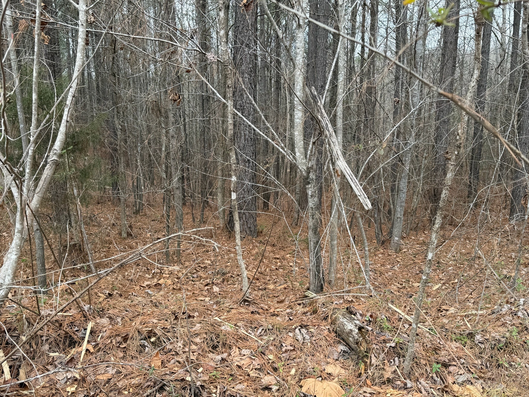 1 A Bartlett Road Reagan, TN 38368 - Photo 3 of 13 a backyard of a building with large trees