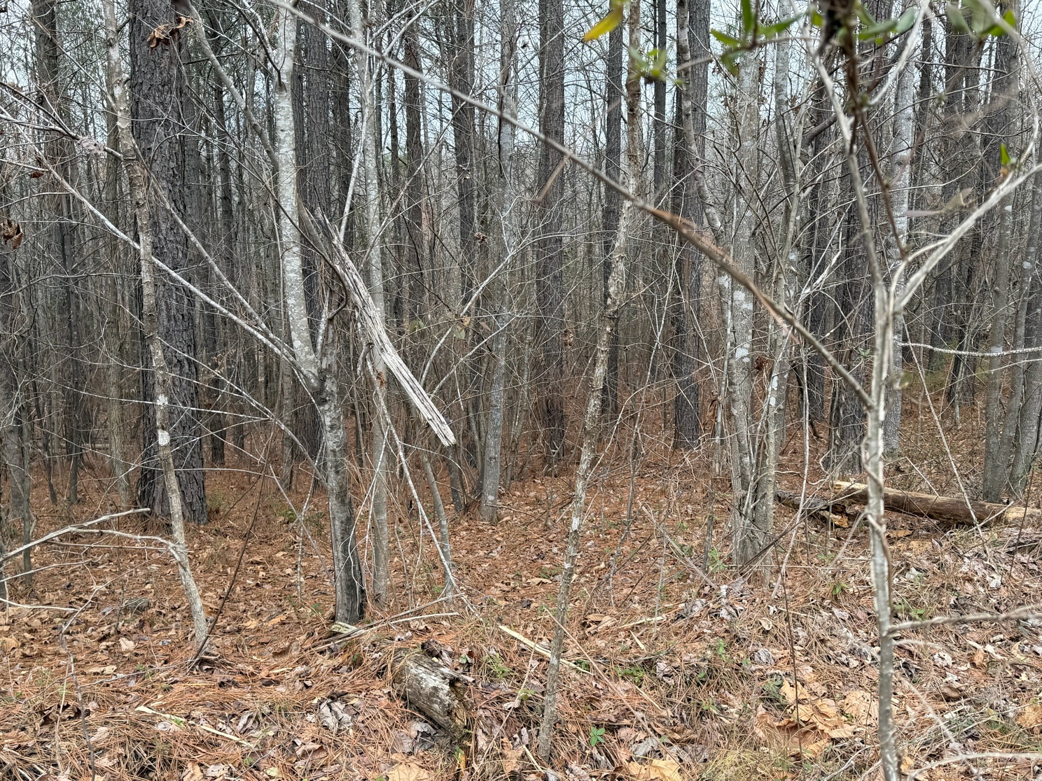 1 A Bartlett Road Reagan, TN 38368 - Photo 4 of 13 a backyard of a house with lots of green space