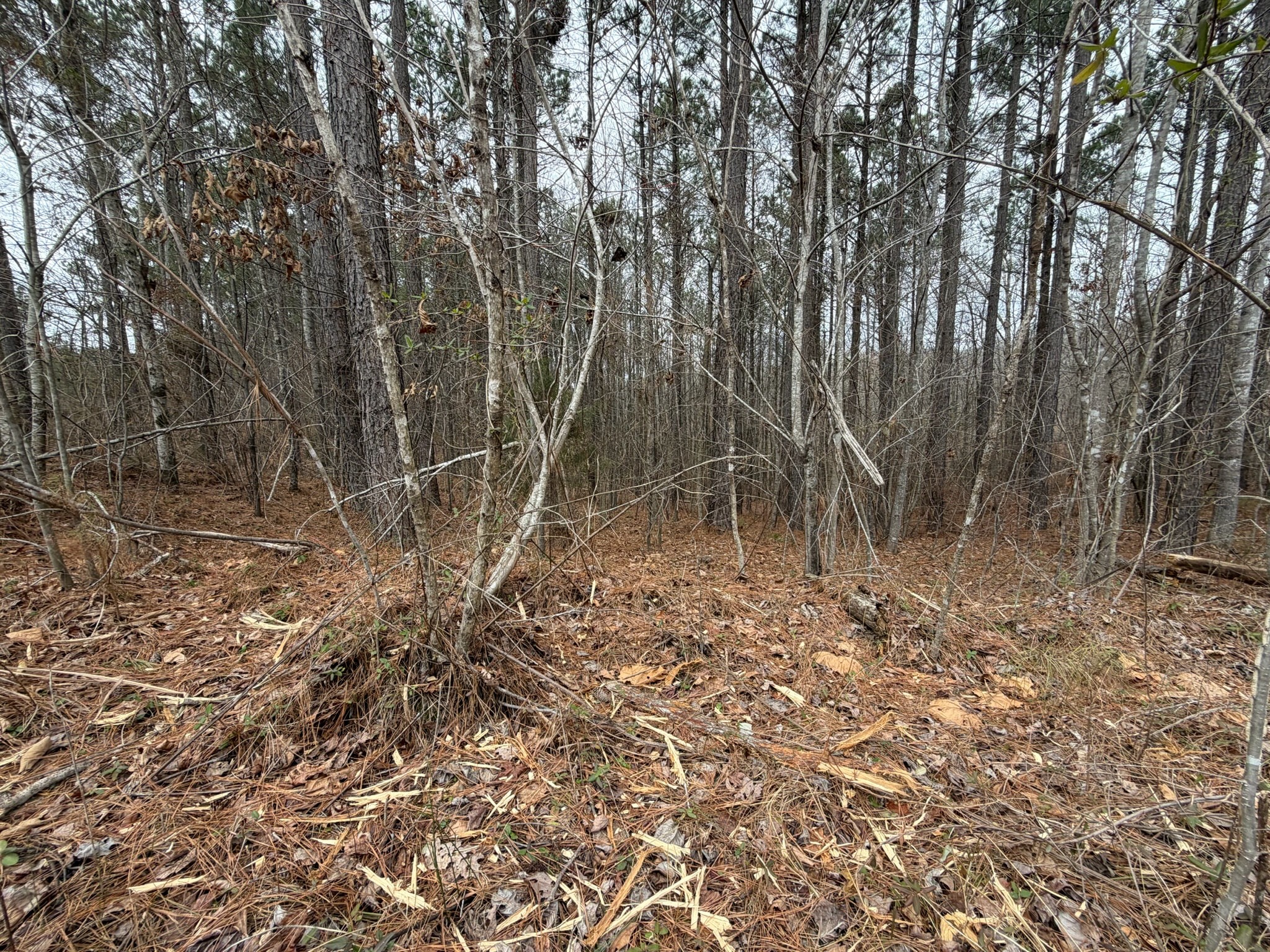1 A Bartlett Road Reagan, TN 38368 - Photo 5 of 13 a backyard of a house with lots of plants and cabinets