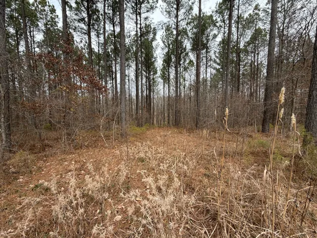 a view of backyard with trees