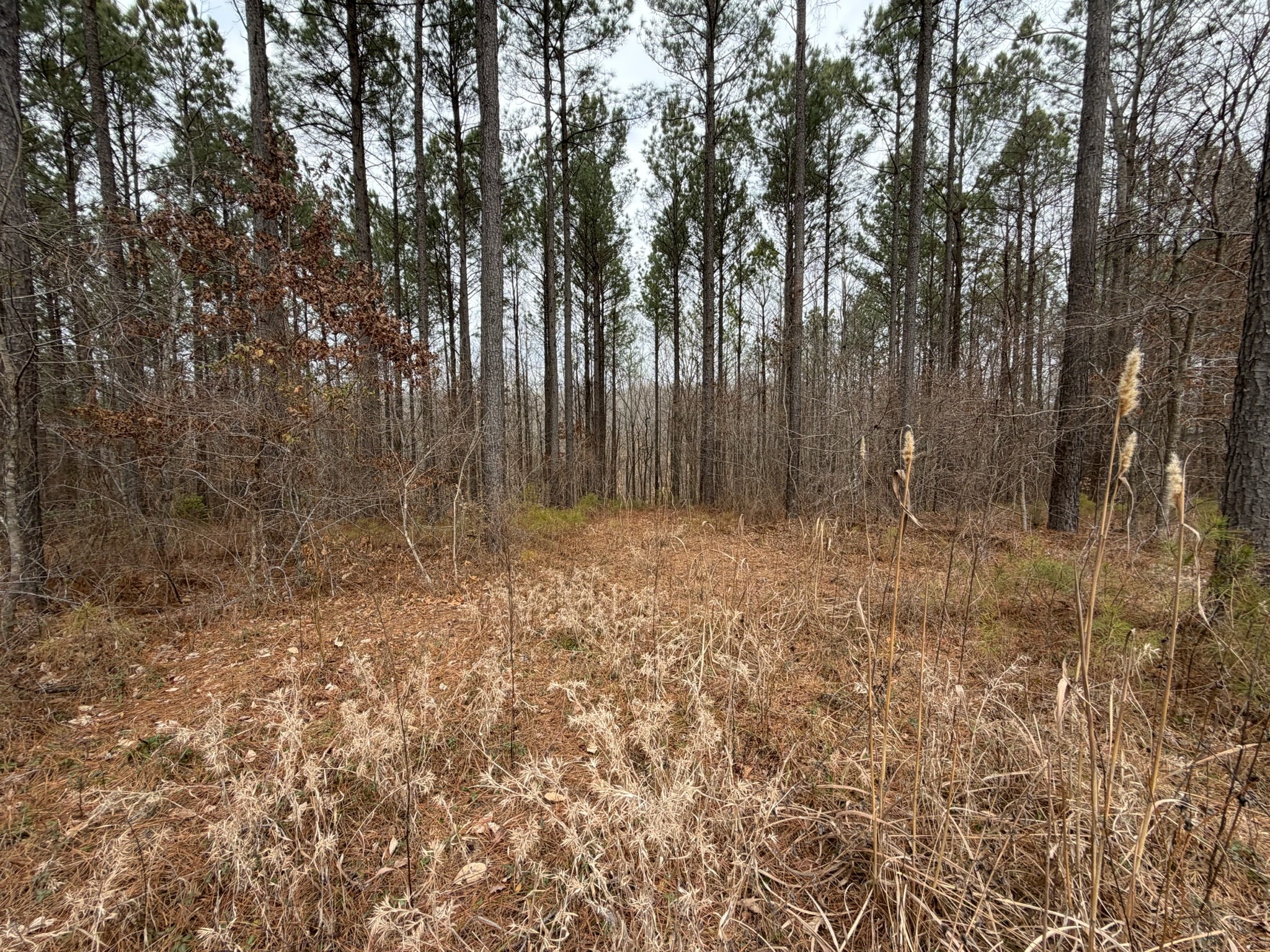 1 A Bartlett Road Reagan, TN 38368 - Photo 6 of 13 a view of backyard with trees