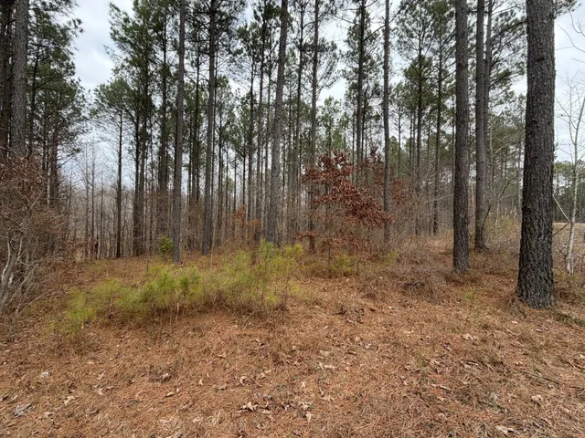 a view of outdoor space and tree
