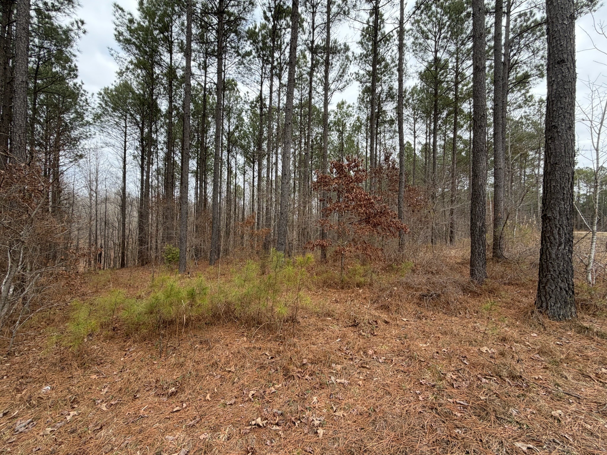 1 A Bartlett Road Reagan, TN 38368 - Photo 9 of 13 a view of outdoor space and tree