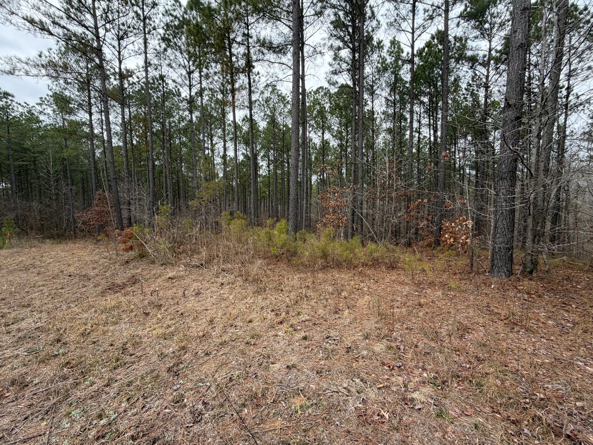 1 A Bartlett Road Reagan, TN 38368 - Photo 10 of 13 a backyard of a house with lots of green space