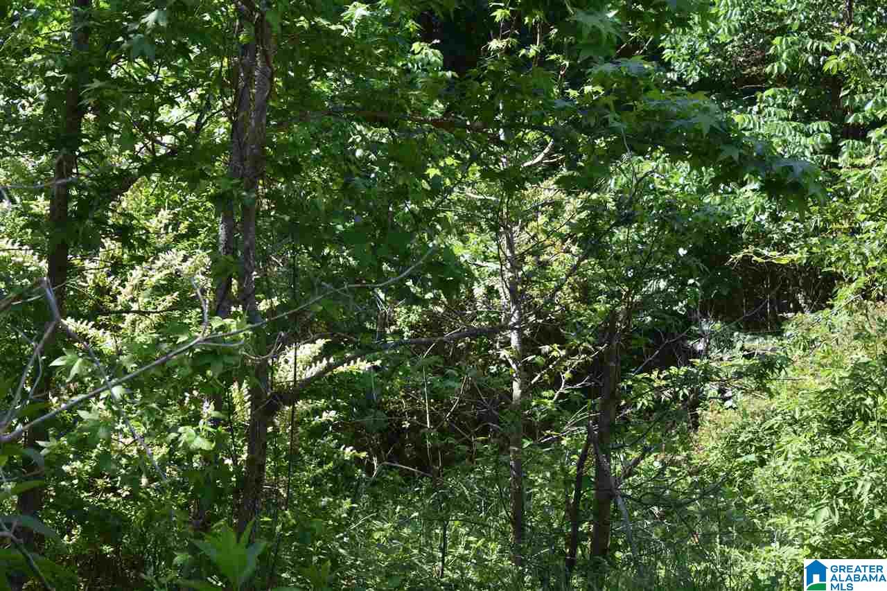 Lot 41 County Road 264, Unit RIVER BREEZE ESTATES Wedowee, AL 36278 - Photo 9 of 16
