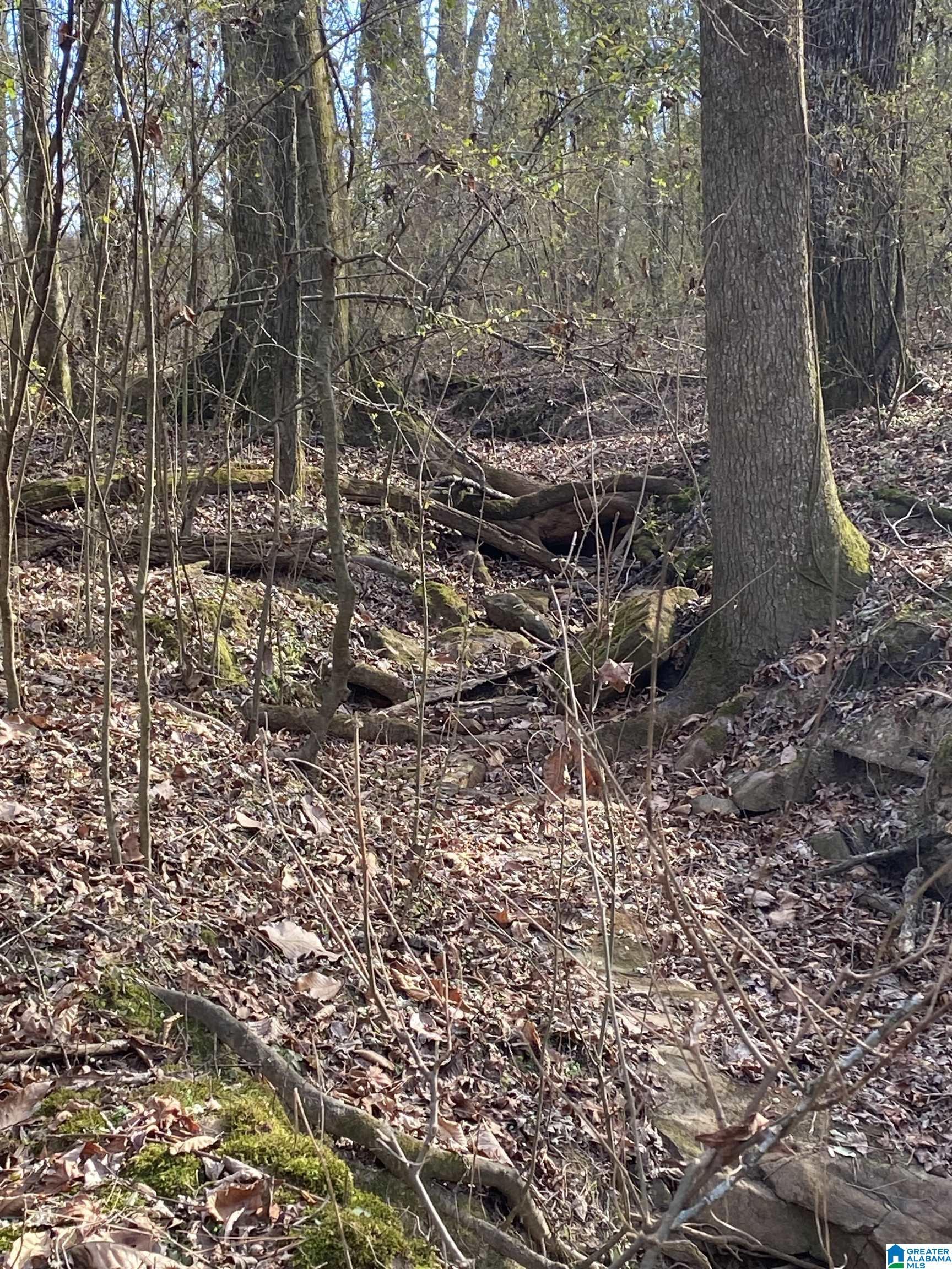 Lot 3-4 Reneau Road, Unit LOTS 3 & 4 Oneonta, AL 35121 - Photo 5 of 6