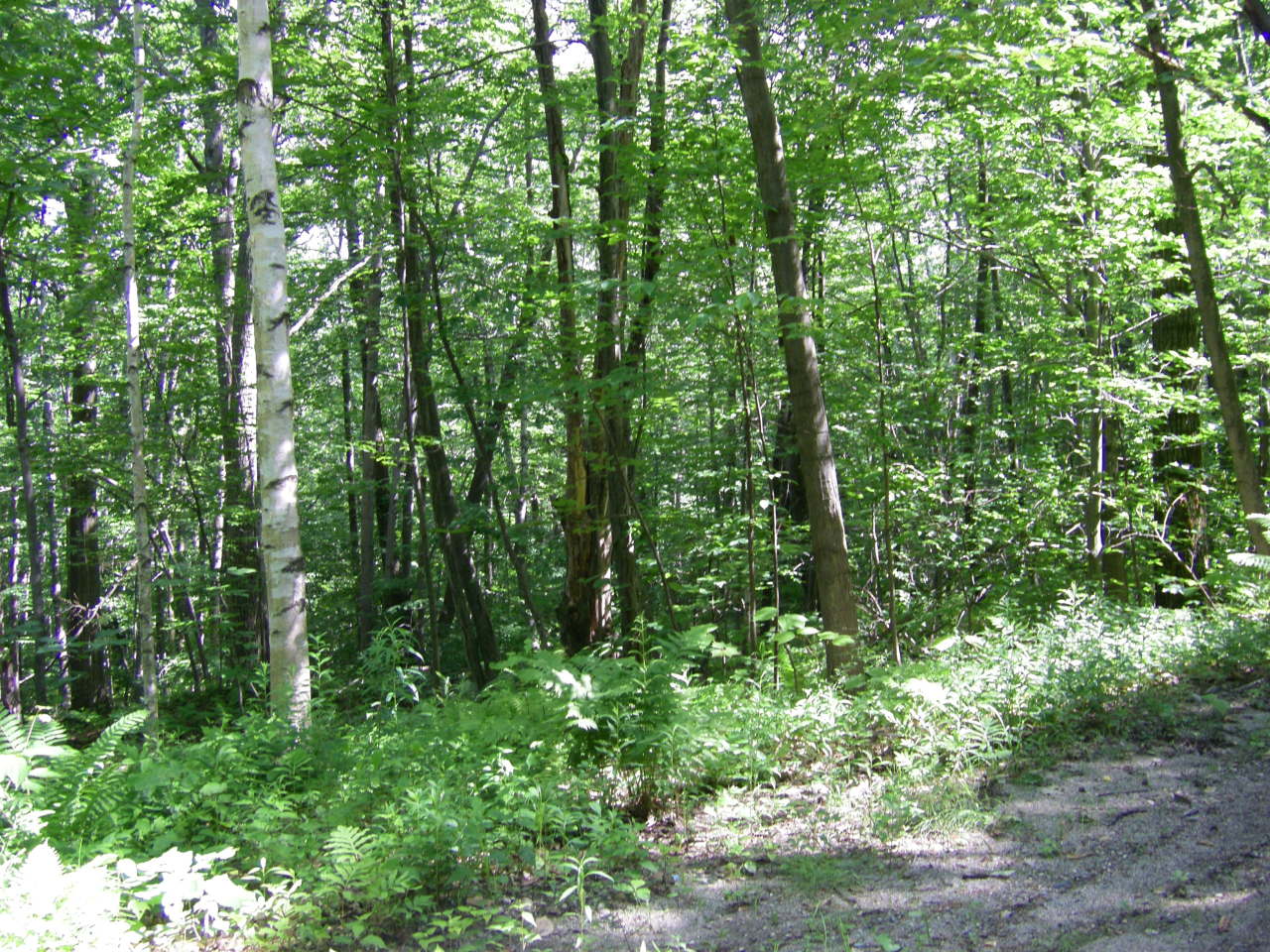 Lot # Church Road North Adams, MA 01247 - Photo 1 of 7 a view of a lush green forest