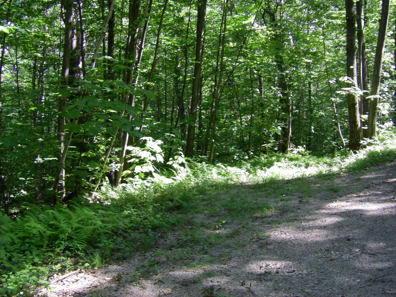 Lot # Church Road North Adams, MA 01247 - Photo 3 of 7 a view of a yard