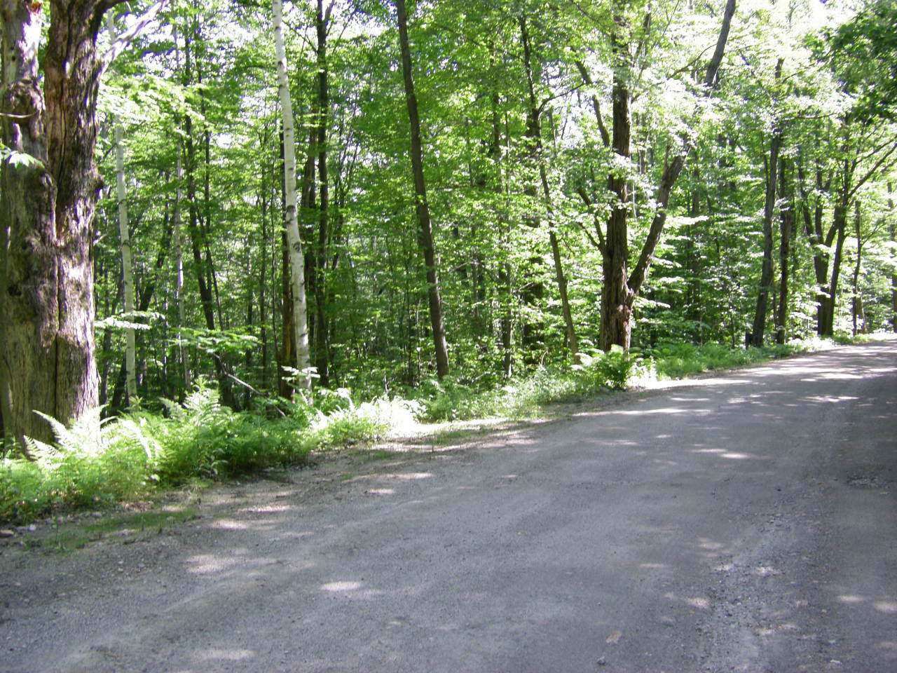 Lot # Church Road North Adams, MA 01247 - Photo 4 of 7 a view of a yard with plants and large trees