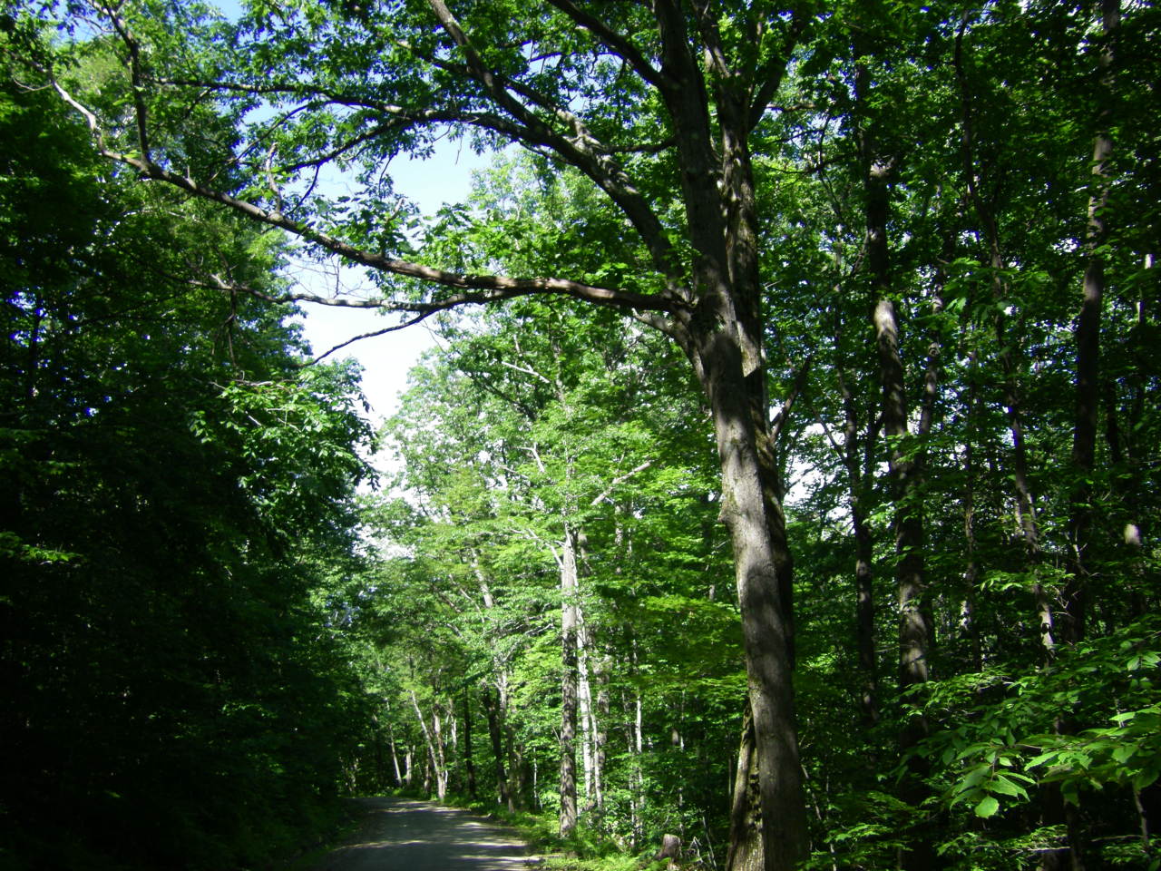 Lot # Church Road North Adams, MA 01247 - Photo 5 of 7 a backyard of a house with lots of green space and a fountain