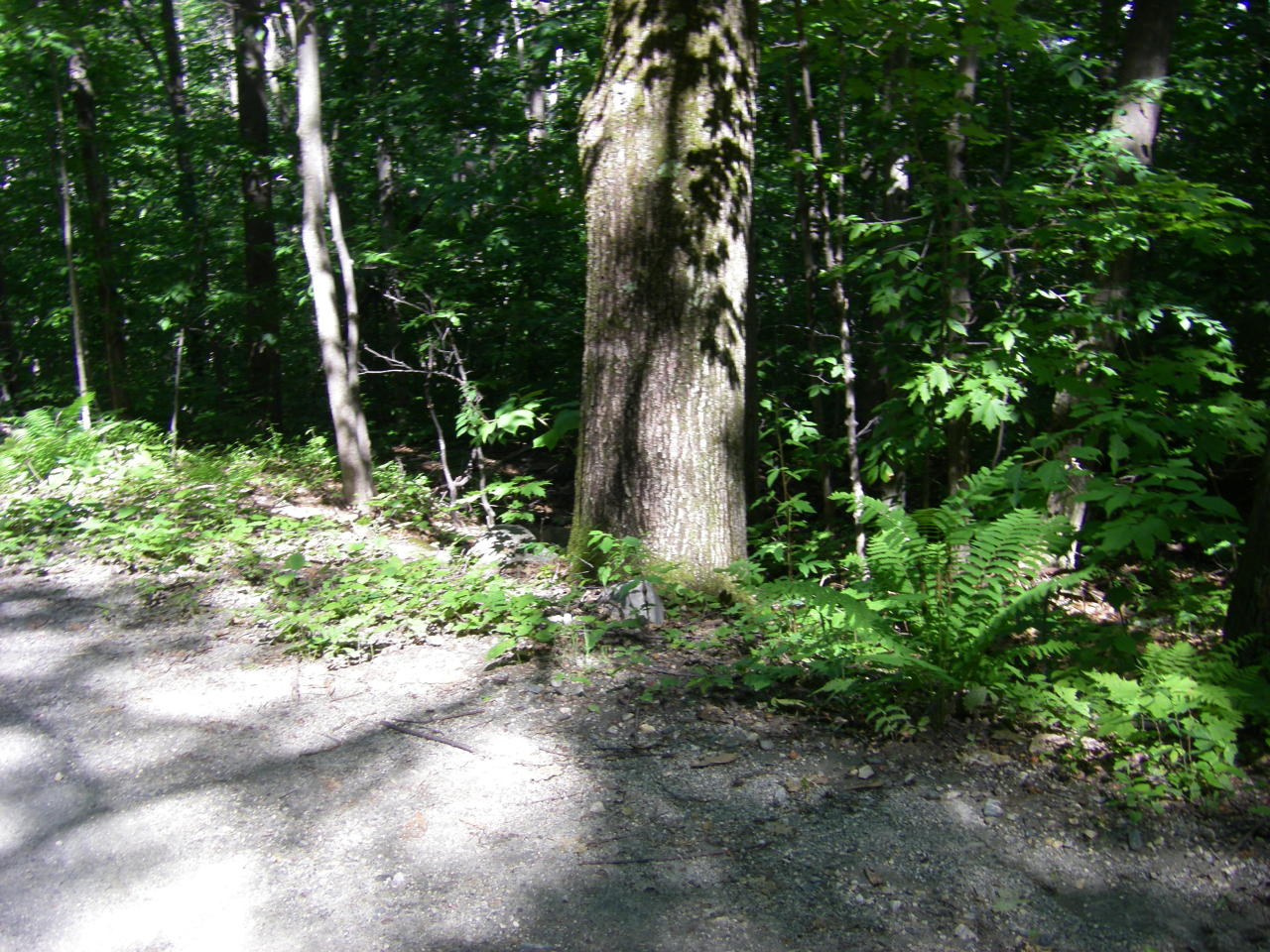 Lot # Church Road North Adams, MA 01247 - Photo 6 of 7 a backyard of a house with lots of green space