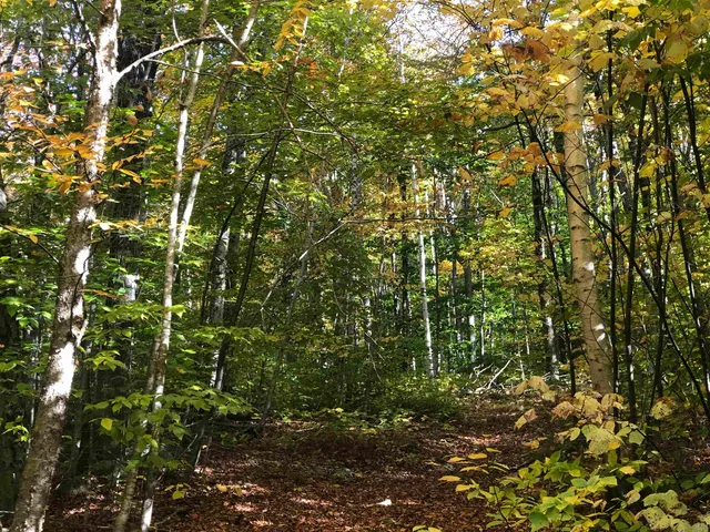 $199,000 | 0 Andrea Drive, Unit PARCEL ID 00PR32025R; 00PR32023R, Stamford, VT 05352