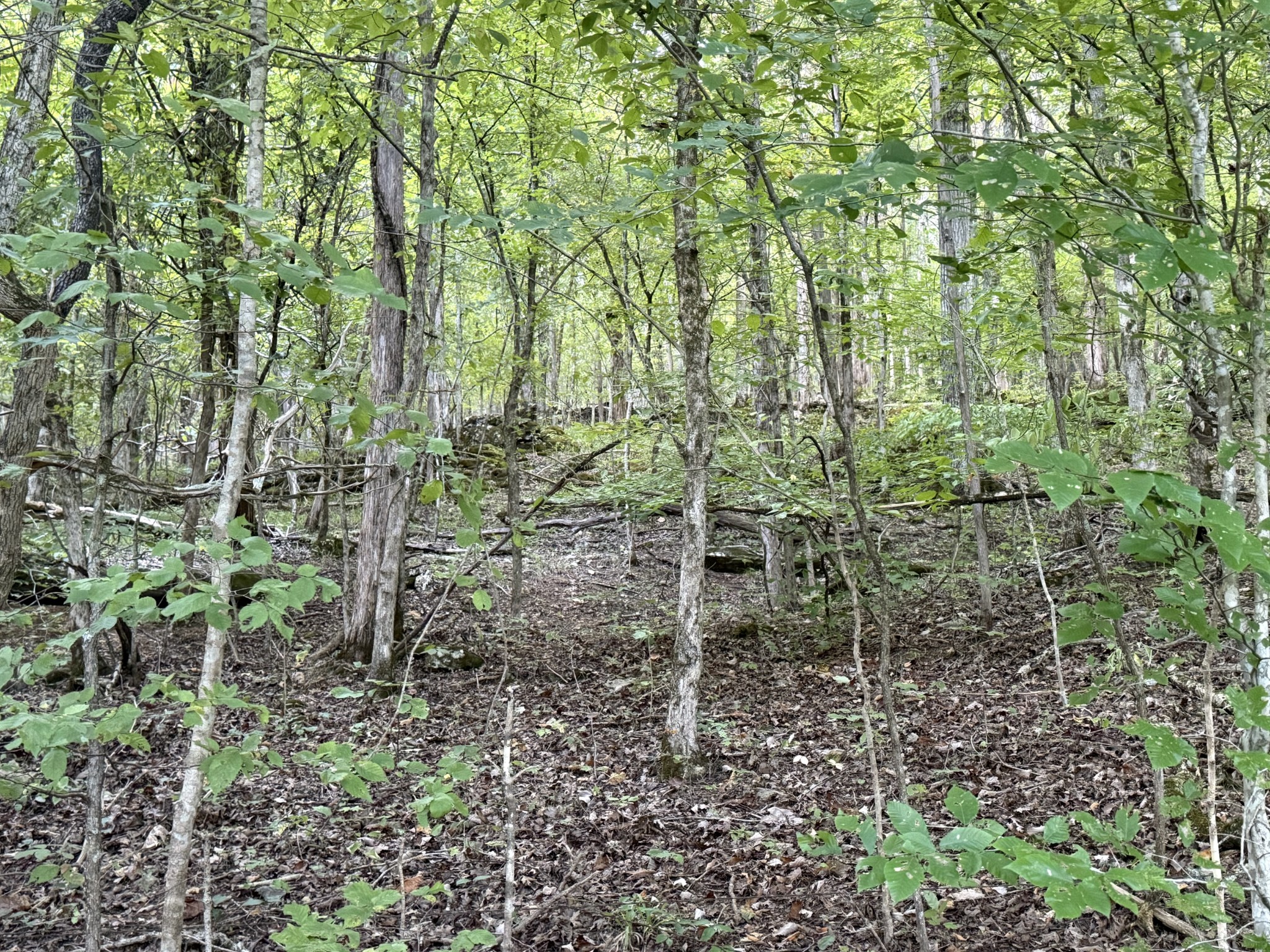 0 Davis Hollow Road Clifton, TN 38425 - Photo 2 of 16 a view of a garden