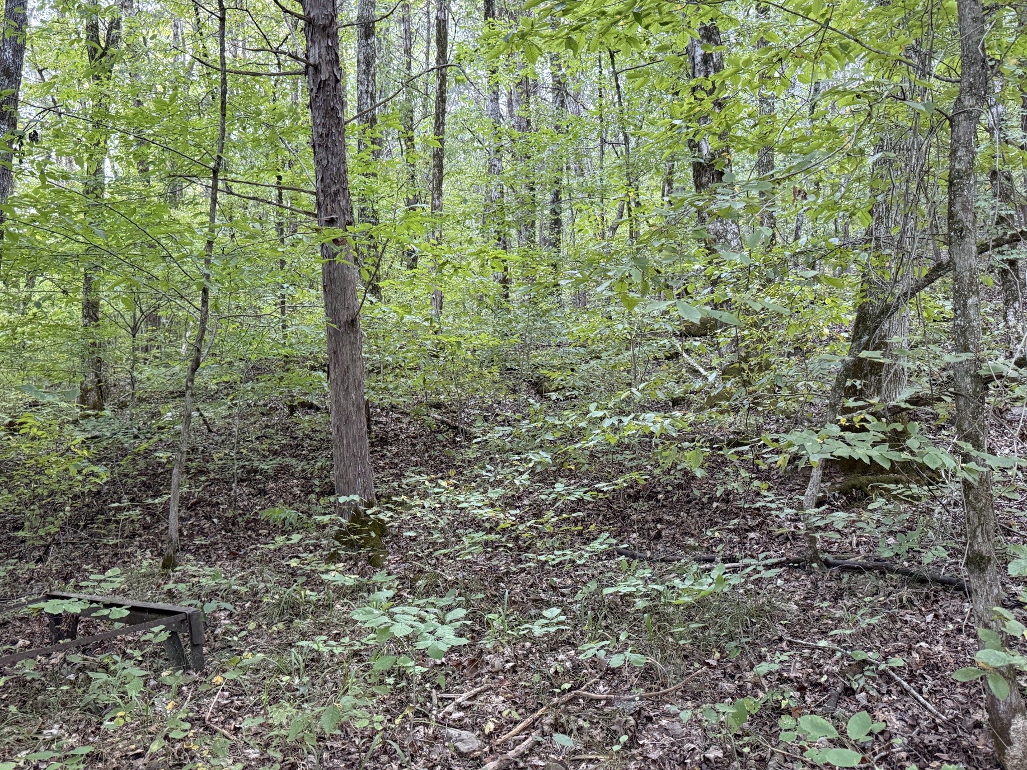 0 Davis Hollow Road Clifton, TN 38425 - Photo 3 of 16 a view of a forest that has large trees