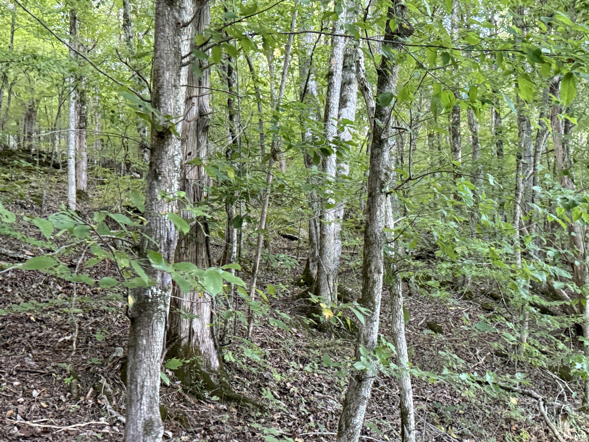 0 Davis Hollow Road Clifton, TN 38425 - Photo 5 of 16 a view of a garden